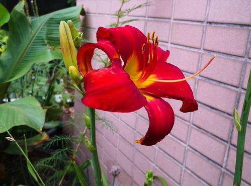 北方10種室外夏花植物推薦 我的露臺六月花事總結