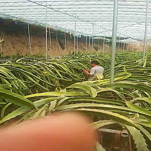 【急售金都一號火龍果苗金都一號火龍果樹苗好成活】- 