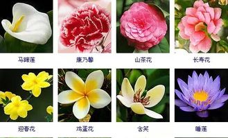 常見花卉圖譜欣賞,收藏備用