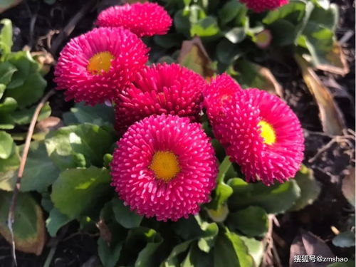 100種花卉圖譜,保你五一出門啥花都認識