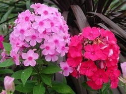 山東青州福祿考供應基地 價格優惠 批發 供應各種草花 山東青州麗穎花卉苗木基地 山東草花,青州草花,草花基地,綠化苗木基地,山東綠化苗木