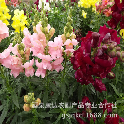 基地直銷 金魚草種子 混色金魚草 花卉種子 盆栽切花