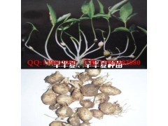 半夏種子價格|花卉種子|花卉盆景|供應信息|597苗木網