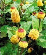 種苗、種子、種球-花卉種子,盆栽桂圓菊種子 約20粒? 種子批發 進口種子-種苗.