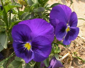 分享多種花種子 各種草花 三色堇 美花酢 結束 分享交換 藏花閣園藝論壇家庭園藝花卉 powered discuz