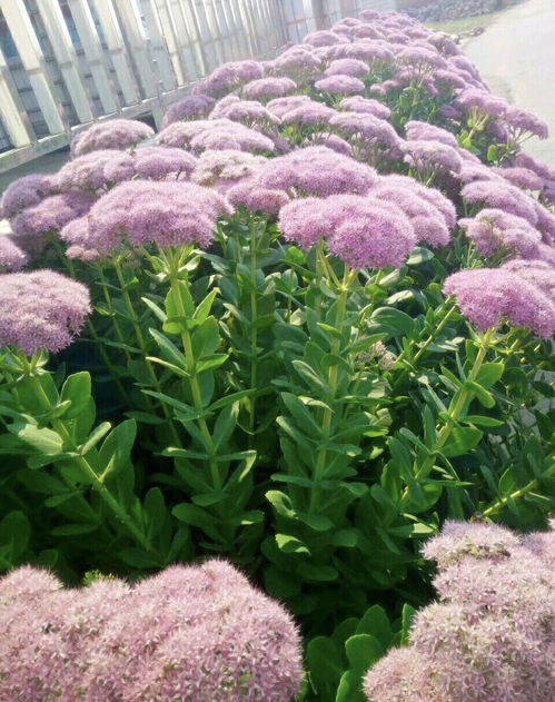 家庭養6種花 要當心 ,容易出現 生物入侵 ,天天起來要清理