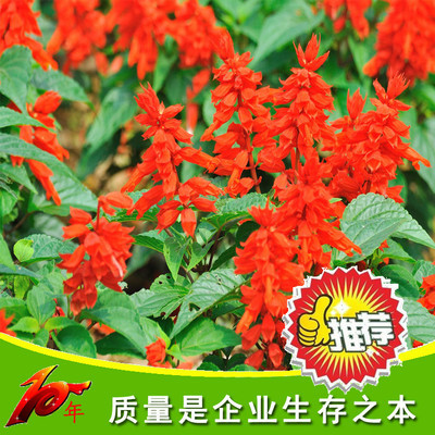 康達園藝 一串紅花草種子 矮串紅花種子 春秋四季播種花卉種 花卉種子、種苗 爆仗紅