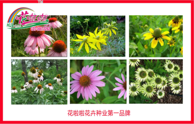 松果菊花卉種子