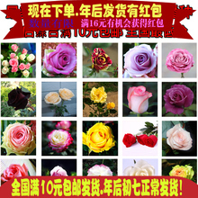 【盆栽鮮花種子】最新最全盆栽鮮花種子搭配優惠_一淘網