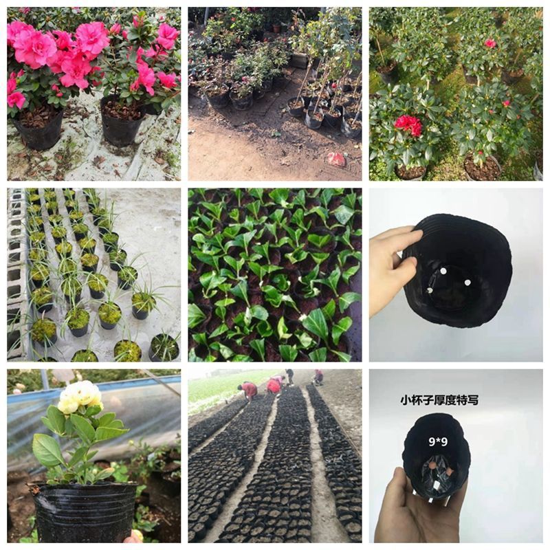 營養缽一次性黑碗塑料營養杯育苗杯花卉種子園林種植營養袋育苗袋