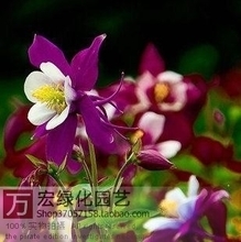 【貓爪草種子】最新最全貓爪草種子 產品參考信息