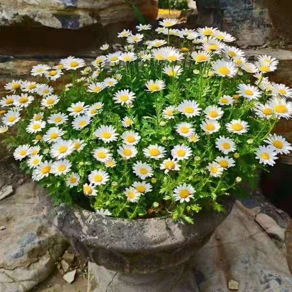 白晶菊花卉種子種植時間