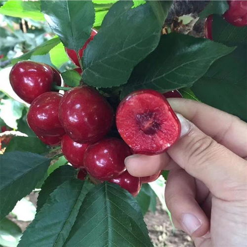 【紅燈櫻桃樹苗培育基地、紅燈櫻桃樹苗圖片】- 