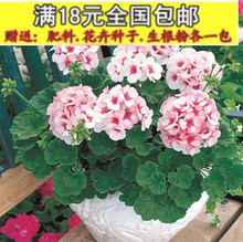 【進口天竺葵花種子】最新最全進口天竺葵花種子 產品參考信息