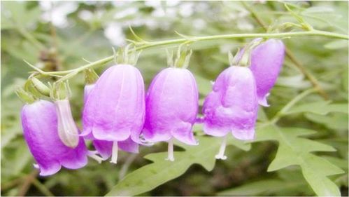 這種花很漂亮,南方地區少有,它的根部藥用價值非常高你見過嗎
