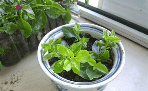 巴掌大的陽臺,種這2種菜,15天就能吃一茬