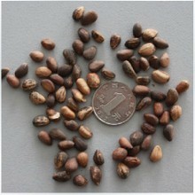 【松柏種子】最新最全松柏種子 產品參考信息