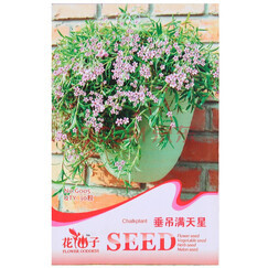 辦公室花卉選購指南 種類、成本與種子種植全解析