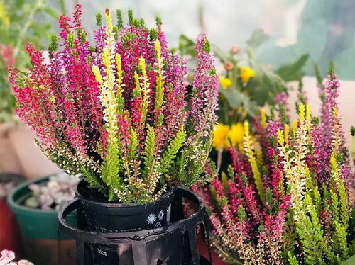 這8種貨真價實的網紅花，開花很良心，養護超簡單