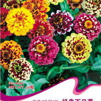 花卉種子選購指南 2024年價格、圖片、產地與報價全解析