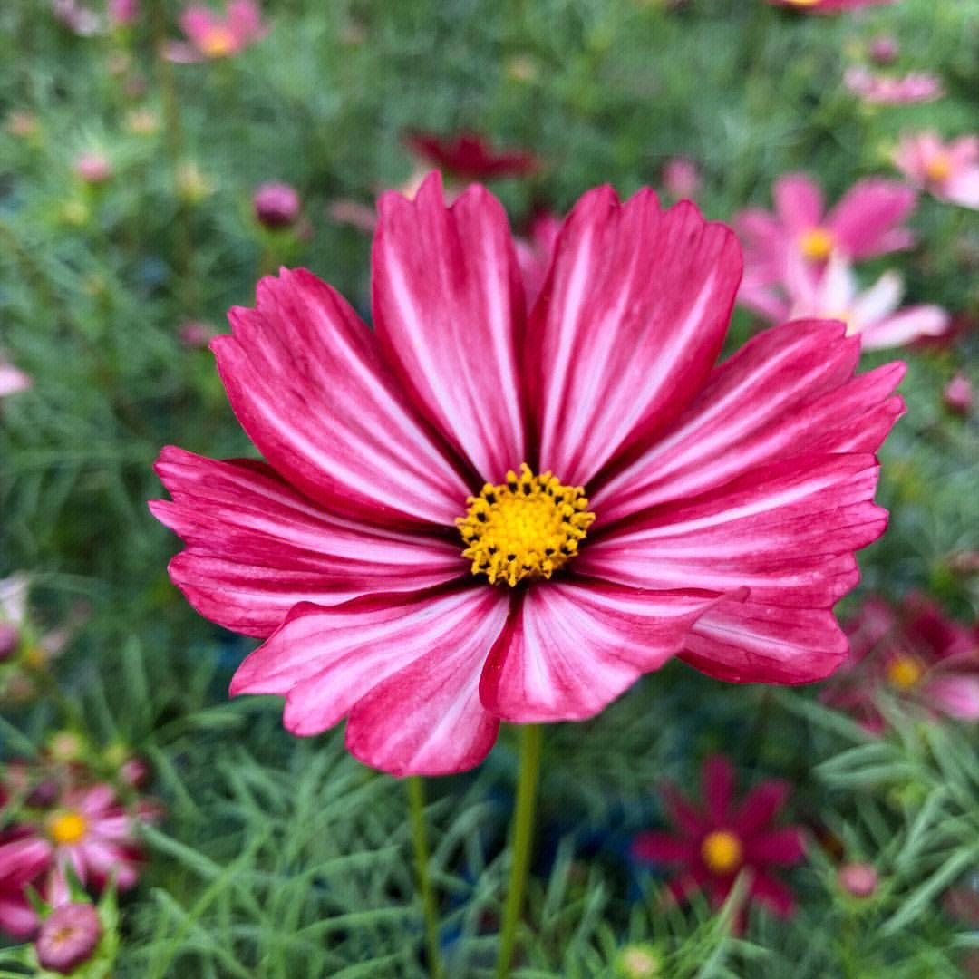 打造絢麗花海 常州波斯菊景觀花卉種子供應全解析