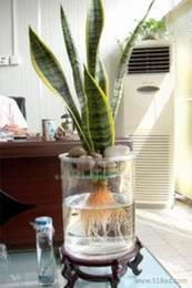 水培植物供應信息 批發、價格與選購指南