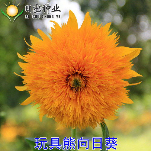 多品種向日葵種子的選擇與種植指南