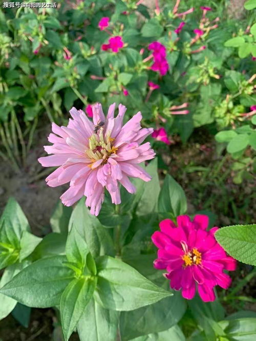 九塊九的花種子，是實惠還是智商稅？