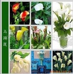 彩色馬蹄蓮種球苗木花卉種子的種植與養(yǎng)護指南