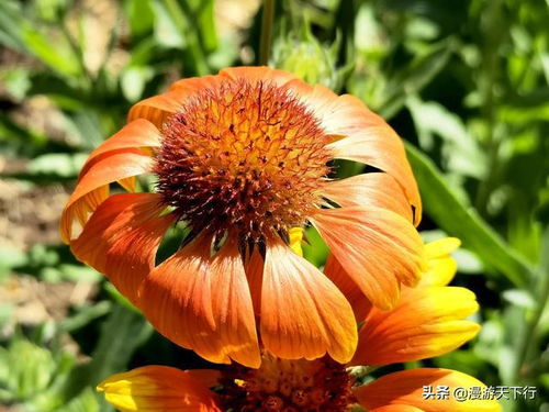 天人菊集翠 21種花卉種子，先睹為快