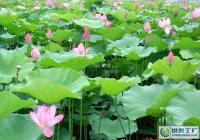 供應優(yōu)質(zhì)觀賞荷花蓮花種子及種苗，助力園藝與農(nóng)副產(chǎn)品發(fā)展