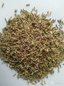 40多種可打造花海花田的花卉種子一覽