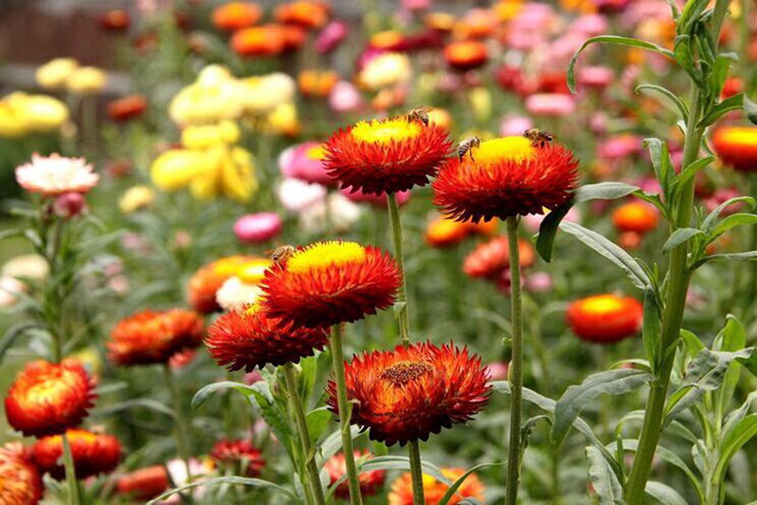 品種豐富、品質(zhì)卓越——專業(yè)花卉種子批發(fā)服務