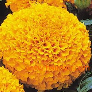 野花種子與景觀花卉種子的全面指南