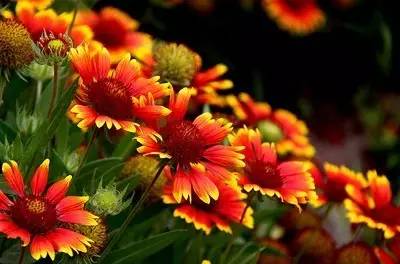 霜降最后的秋，一抹青翠遍山紅——花卉種子的播撒與希望