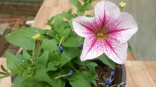 矮牽牛 陽(yáng)臺(tái)與院子中的開花利器