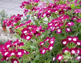 2023年美女櫻花種子市場(chǎng)價(jià)格分析與購(gòu)買指南