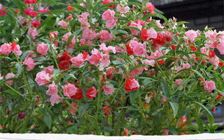 七彩鳳仙花 四季綻放的易活花卉之選