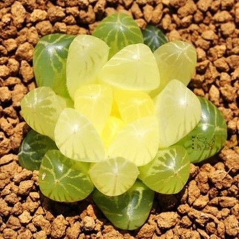 南非進(jìn)口玉露多肉種子 打造桌面與陽(yáng)臺(tái)的微型綠洲