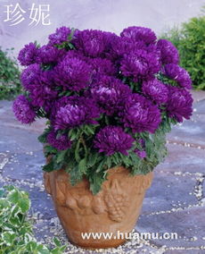 金光菊種子的魅力與赤峰市盆花花卉種子研究所的專業(yè)貢獻(xiàn)