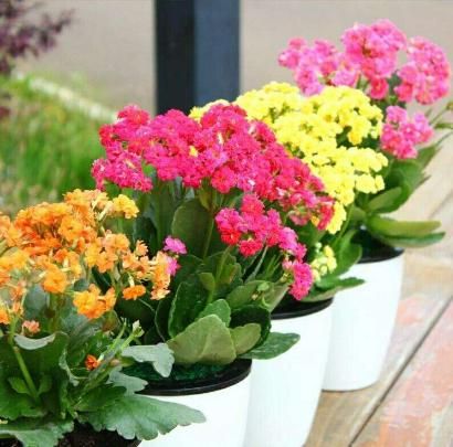 8種凈化空氣超強(qiáng)花卉，養(yǎng)幾盆在家，病菌甲醛都少了