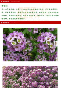 旺童花種子香雪球 陽(yáng)臺(tái)花卉種植的經(jīng)濟(jì)之選