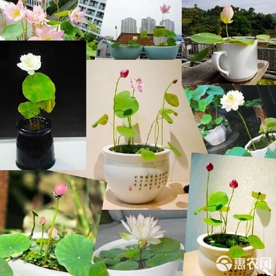 碗蓮，方寸之間演繹的水中雅趣 從種子到綻放的四季養(yǎng)護(hù)指南