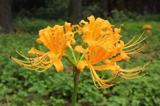 杭州植物園入選首批國(guó)家花卉種質(zhì)資源庫(kù)，守護(hù)花卉種子多樣性