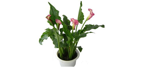 馬蹄蓮 從種球到繁花，陽(yáng)臺(tái)客廳的四季水培美學(xué)