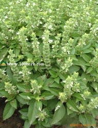 青島百草香香草與花卉種子種苗產品全覽