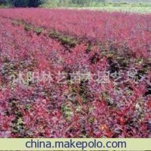 紅葉小檗 秋日庭院中的那一抹亮色——從種子到風景的培育指南